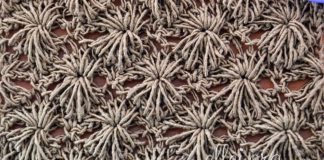 Узор Морские Ежи Узор Морские ежи крючком