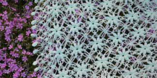 Мини-шаль (бактус) Клематис Мини-шаль (бактус) Клематис