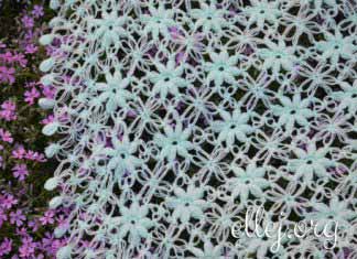 Мини-шаль (бактус) Клематис Мини-шаль (бактус) Клематис